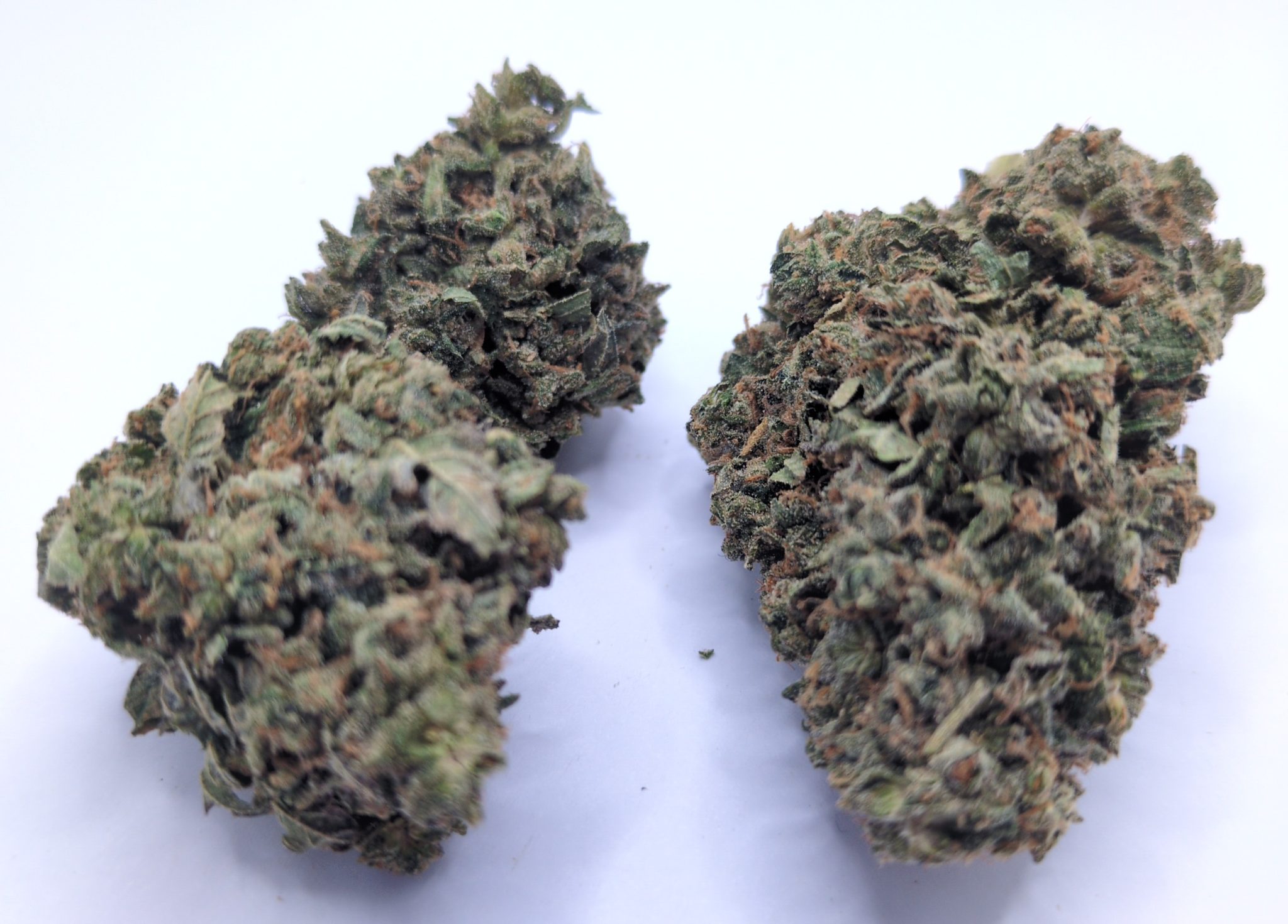 Jet Fuel Gelato TheBitz420